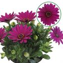 Bild von Osteospermum  P12 Jutta (paars)
